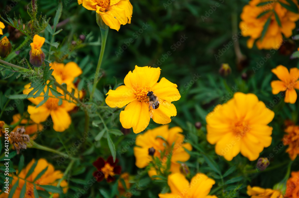 yellow field colors with bee yellow field colors with bee