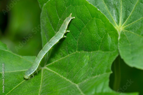 Cabbage looper caterpillar close up near Pune, Maharashtra, India. photo