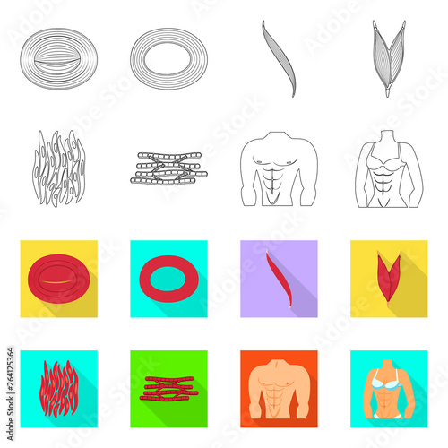 Isolated object of fiber and muscular logo. Collection of fiber and body  vector icon for stock.