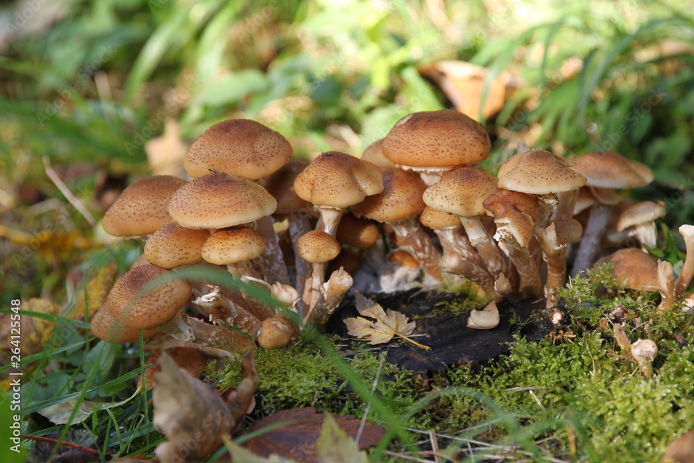 mushroom in the forest mushroom in the forest