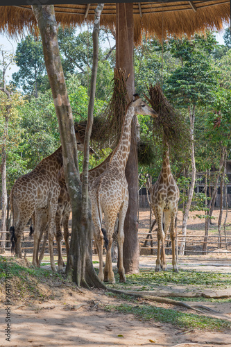 The keeping and the feeding giraffes in the national park