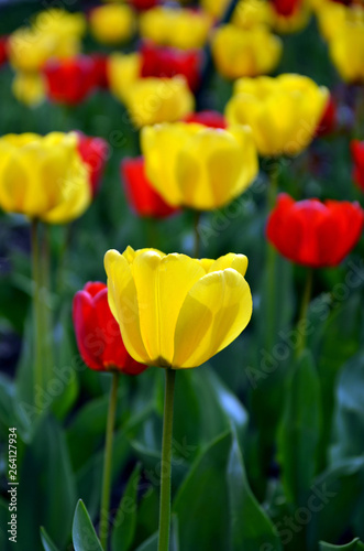 Colorful tulips in the garden.