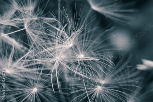 Close up of dandelion seeds