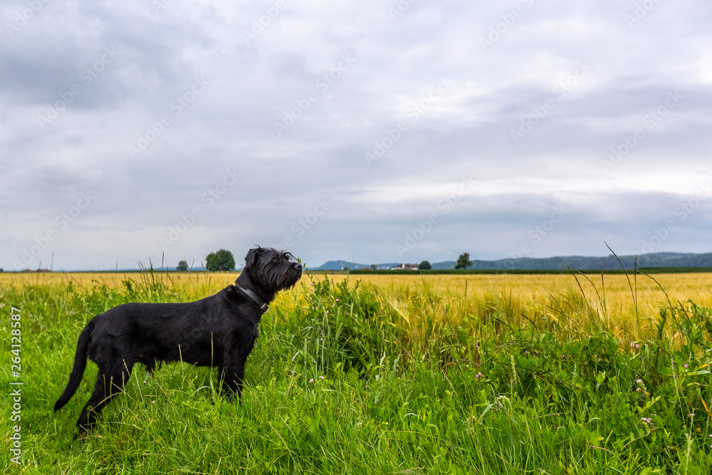 Black dog on the field Black dog on the field
