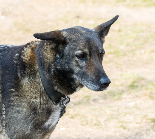 Profile portrait of a smart domestic dog photo