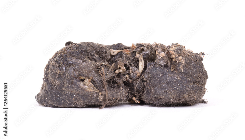Bird of prey (Owl), dropping, mouse skull and bones Bird of prey (Owl), dropping, mouse skull and bones