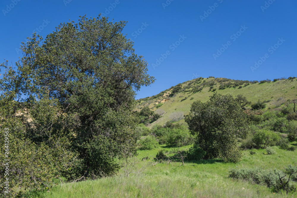Green Growth in Southern California Wilderness