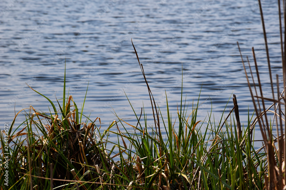 reeds in lake reeds in lake