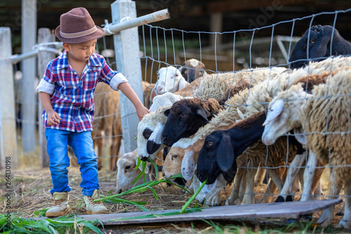 The cute boy was feeding the grass to the sheep that extended the neck from the stall to eat grass from his hand.