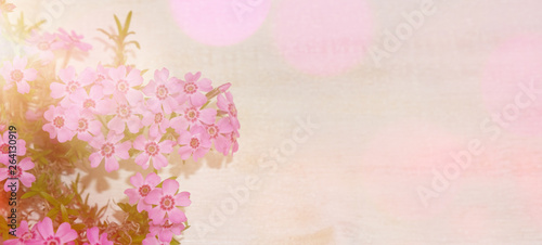 Pink flowers with lens flares and copy space