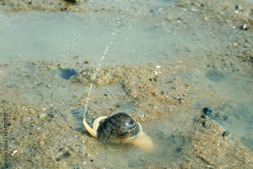 A clam squirting water photo