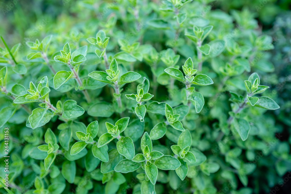 growing oregano in a herb garden growing oregano in a herb garden