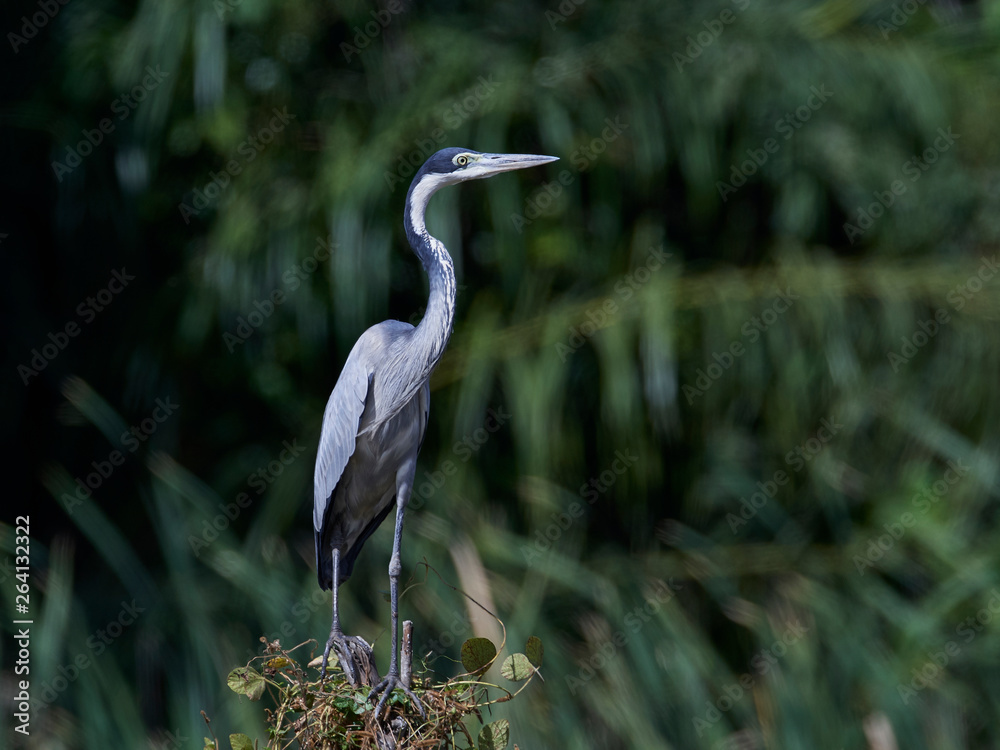 Fototapeta premium Black-headed heron (Ardea melanocephala)