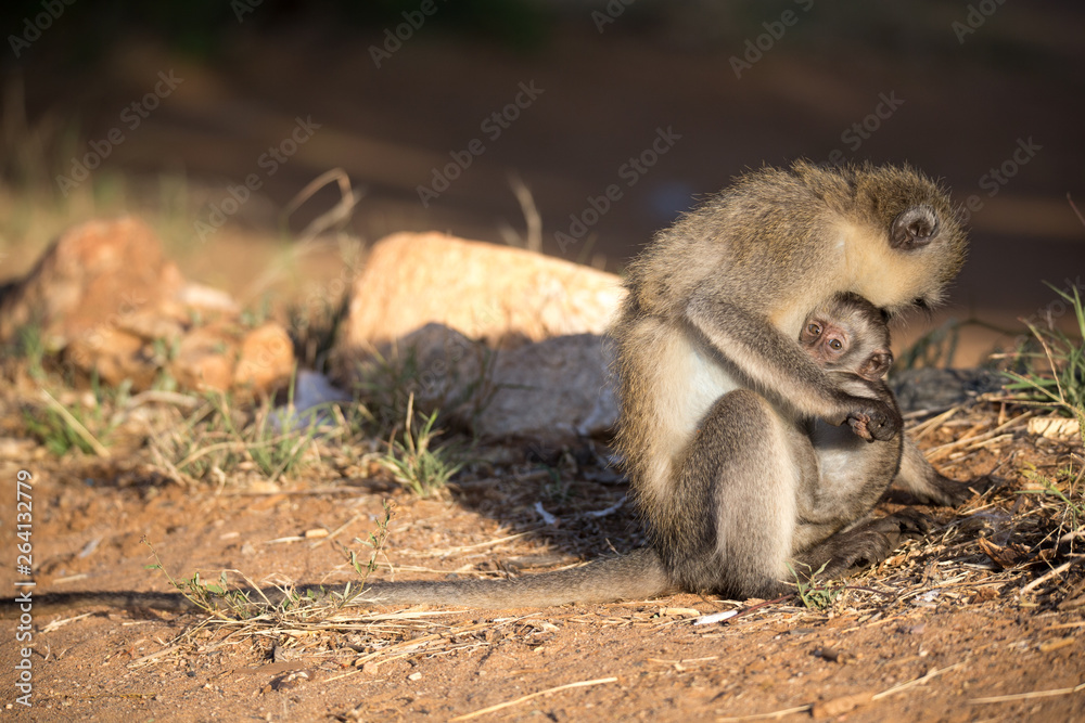 Naklejka premium A monkey with a baby monkey in the arm