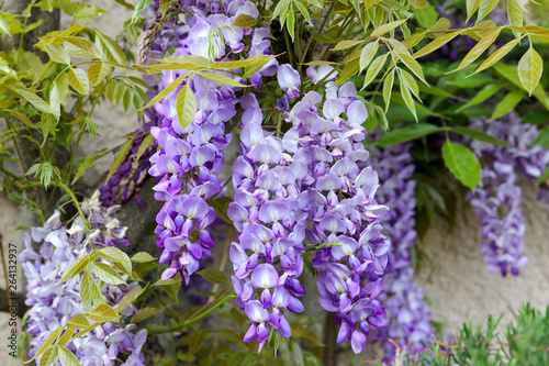 Blossoming violet wisteria flowers with young spring green leaves on the house wall, close-up. photo