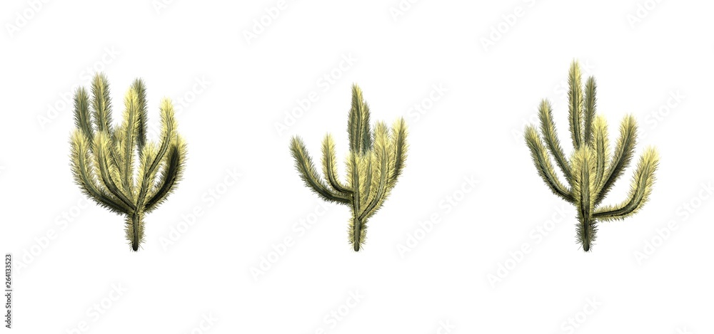 Set of Cholla cactus - isolated on a white background Stock