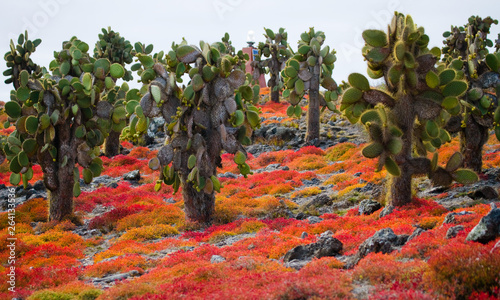 Tableau sur toile Prickly pear cactus on the island. The Galapagos Islands. Ecuador