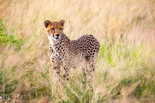 A portrait of a cheetah in the grass landscape