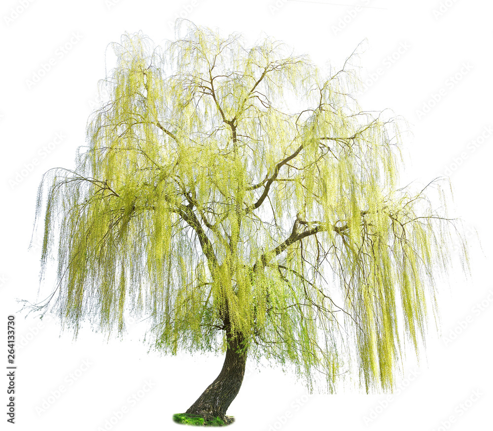 weeping willow in spring isolated on a white background. weeping willow  isolate on a white background. White Willow (Salix Alba) isolated on white  background Stock-bilde | Adobe Stock