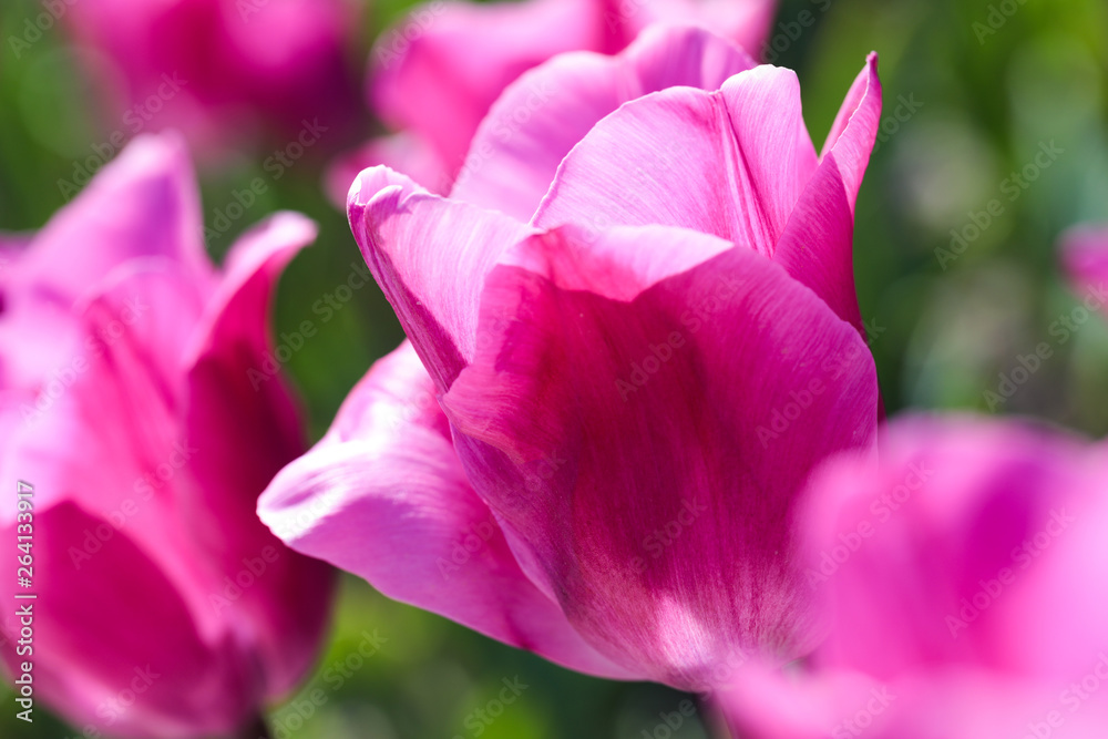 Beautiful bouquet of tulips nature background. Beautiful bouquet of tulips nature background.