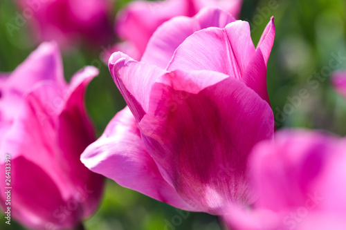 Fototapeta Naklejka Na Ścianę i Meble -  Beautiful bouquet of tulips nature background.