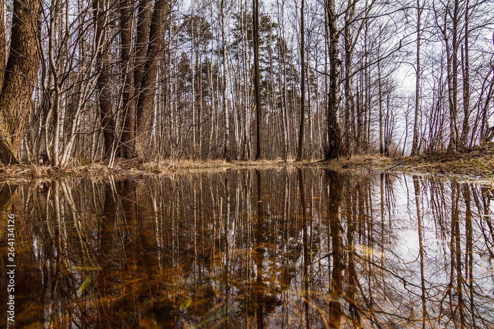 spring forest reflection spring forest reflection