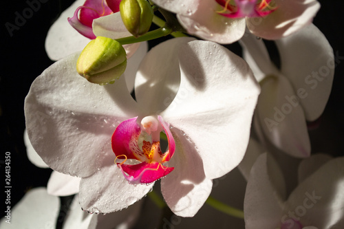 White orchid black background