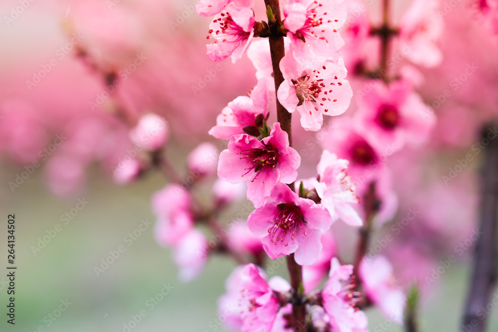 Obraz premium Pink peach flowers begin blooming in the garden. Beautiful flowering branch of peach on blurred garden background. Close-up, spring theme of nature. Selective focus