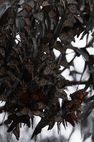Numerous monarch butterflies in a eucalyptus grove in autumn