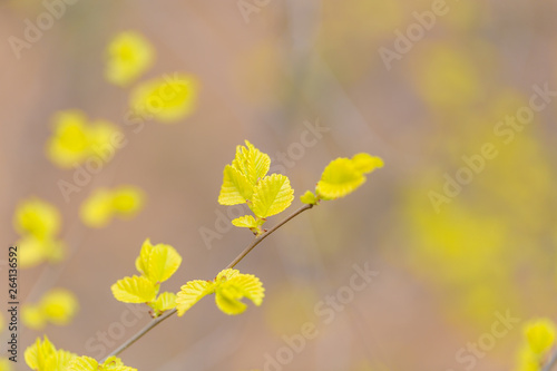 Spring golden leaves that have just sprouted