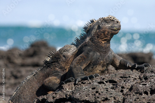 Marine iguanas are sitting on rocks. The Galapagos Islands. Pacific Ocean. Ecuador. 
