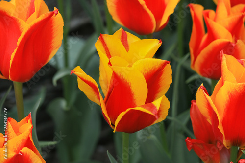 red Greigii Tulips