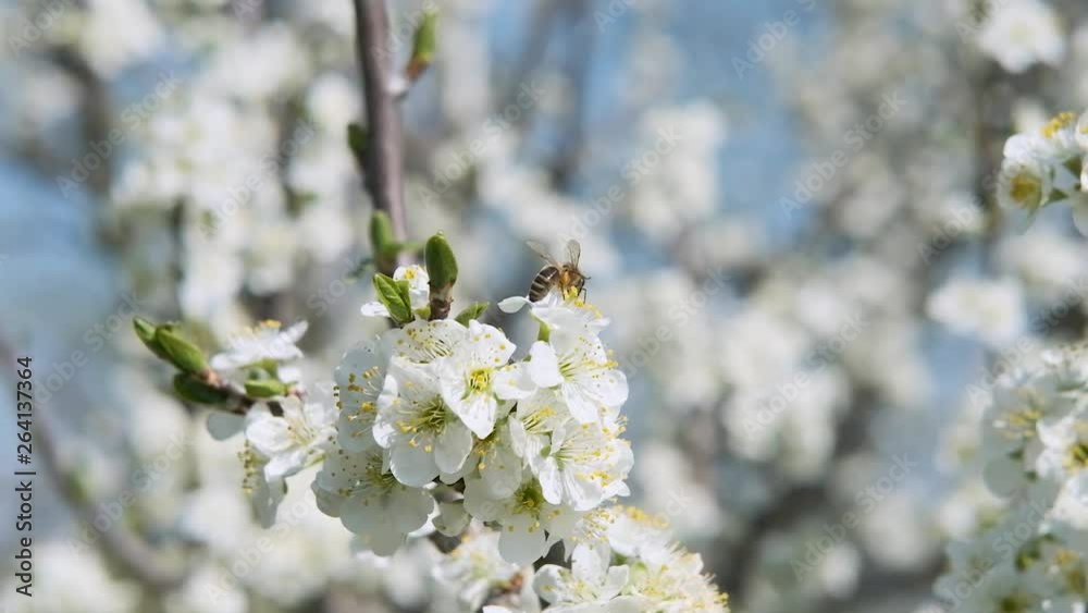 bee collects nectar on fresh flowers beautiful sunny day slow motion