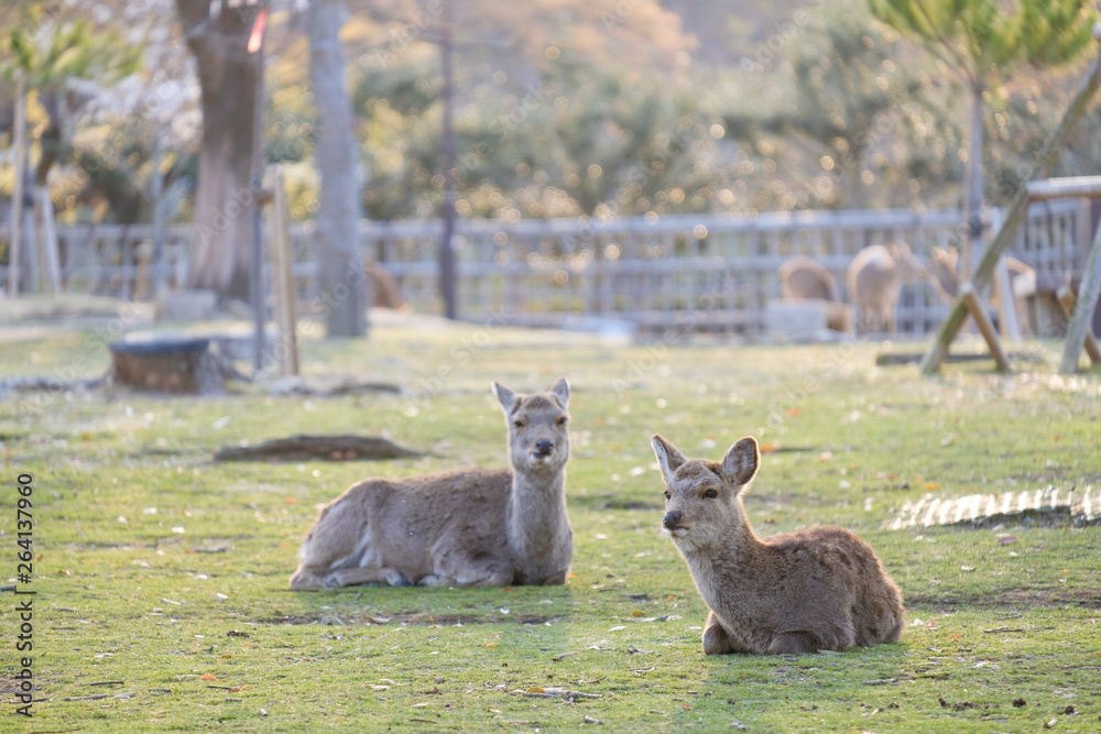 Fototapeta premium 桜と鹿の群れ 奈良県奈良市奈良公園 2019年4月