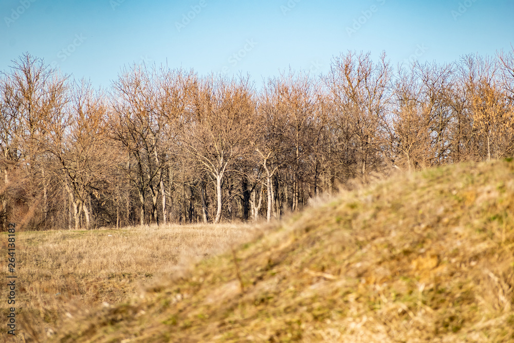 Spring landscape, nature in Rostov region, Russia. A lot of dry vegetation and trees after the winter. Young swollen buds in a dark forest in Sunny weather Spring landscape, nature in Rostov region, Russia. A lot of dry vegetation and trees after the winter. Young swollen buds in a dark forest in Sunny weather
