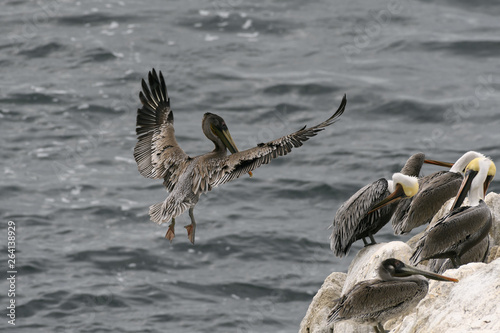 Female California Pelican in Flight