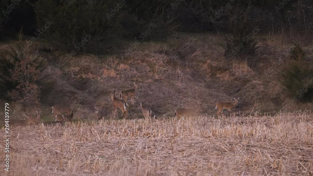 Group of deer cautiously wandering at the edge of the corn field, looking for food. Group of deer cautiously wandering at the edge of the corn field, looking for food.