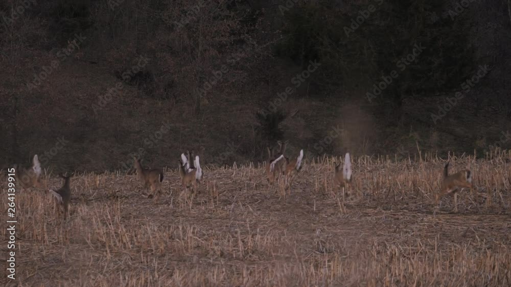 A dozen deer running for the trees. A dozen deer running for the trees.