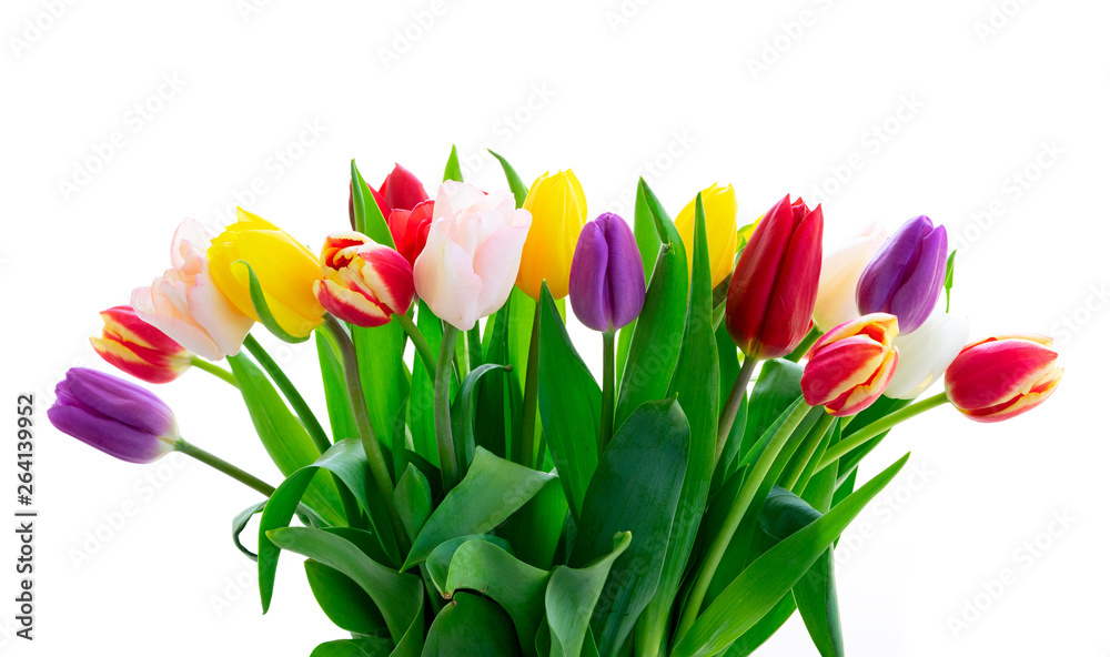 Fototapeta premium świeże kwiaty tulipanów