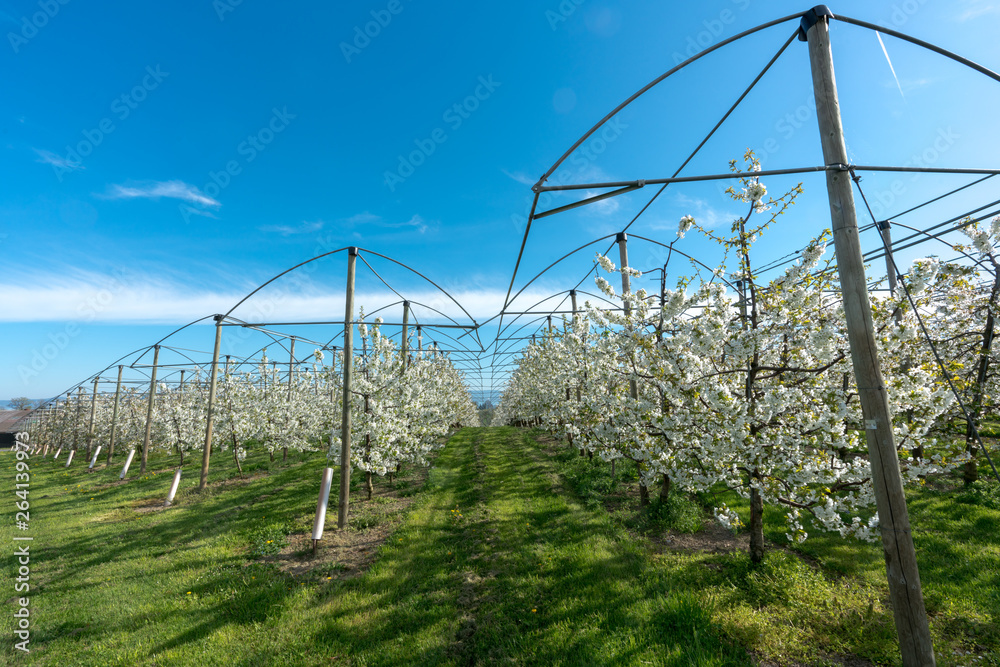 rows of blossoming low-stem apple trees in an orchard with bright white blossoms under a clear blue sky