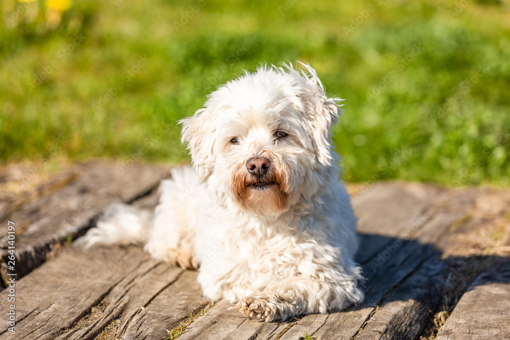 Coton de Tulear lying outdoors in the sun