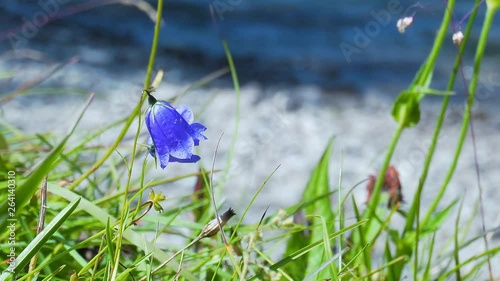 Static closeup, shot of a blue flower, shaking in the wind, at a shore of a lake, in Sweden photo