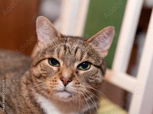 .A gray tabby cat with green eyes lies on a green chair