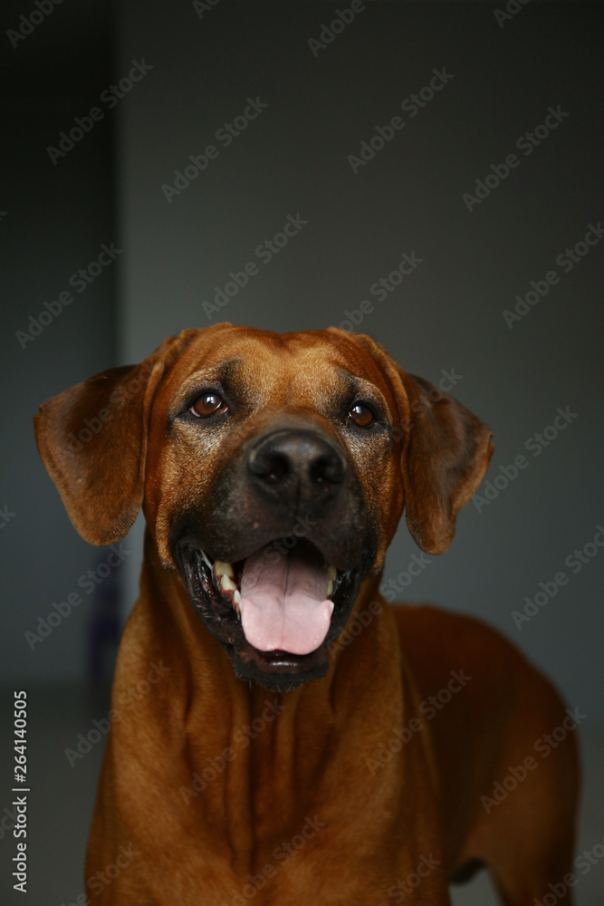 Studio shot of a Rhodesian Ridgeback Dog on gray Background in studio