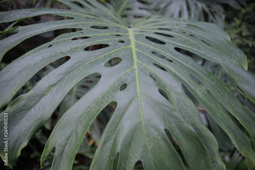 window leaf Monstera