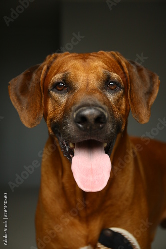 Studio shot of a Rhodesian Ridgeback Dog on gray Background in studio