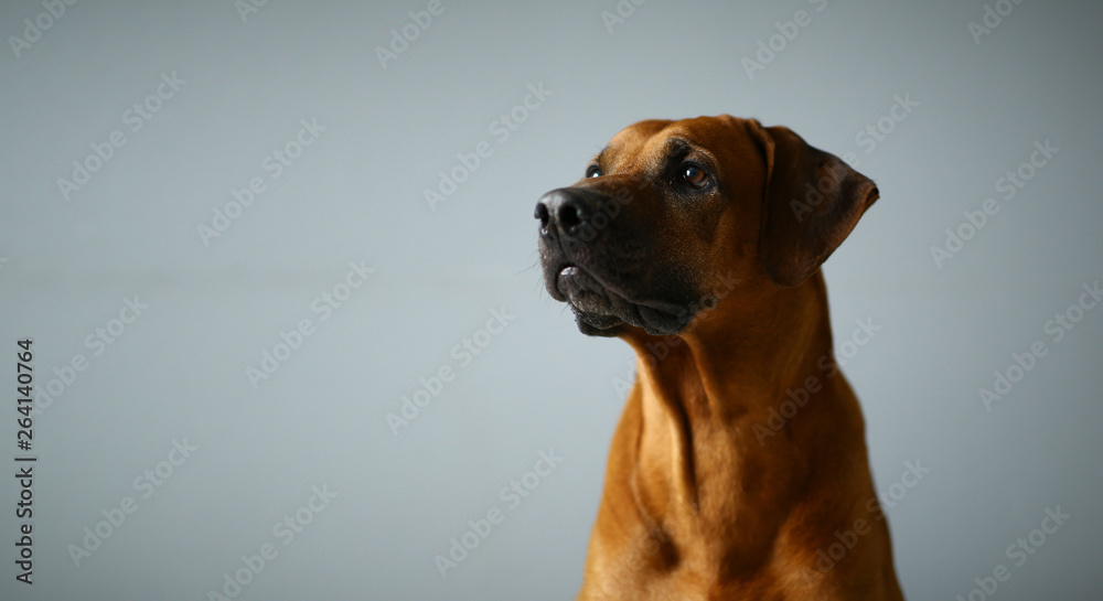 Studio shot of a Rhodesian Ridgeback Dog on gray Background in studio - obrazy, fototapety, plakaty 