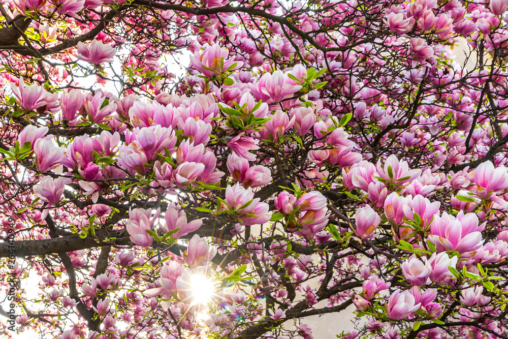 Pink magnolia flowers in the garden. Natural soft floral background. Sunlight backlight Pink magnolia flowers in the garden. Natural soft floral background. Sunlight backlight