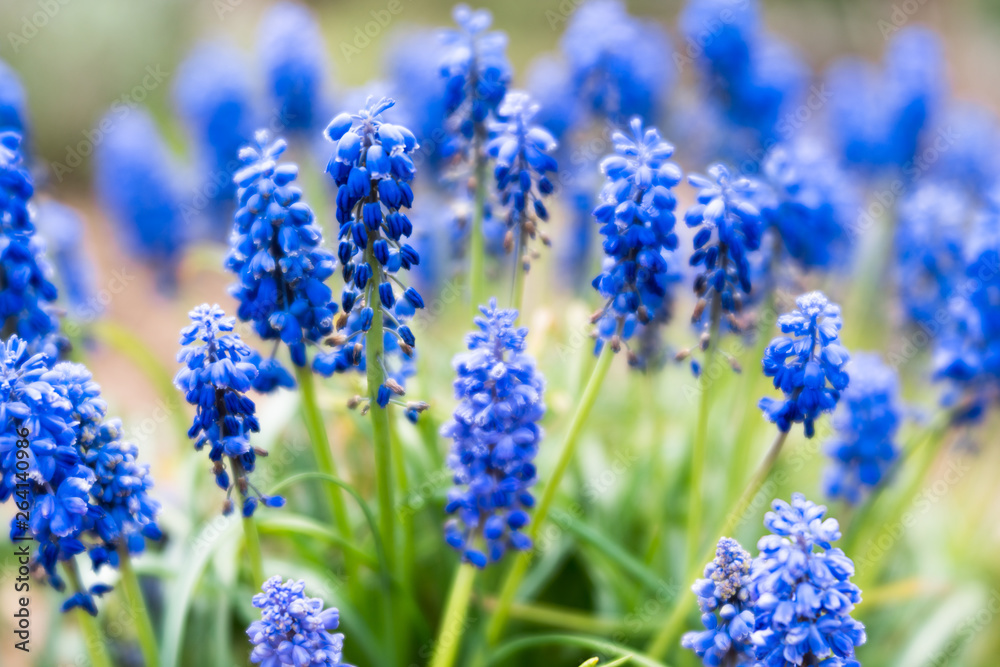 dreamy close up view of blue grape hyacinth or muscari flowers dreamy close up view of blue grape hyacinth or muscari flowers
