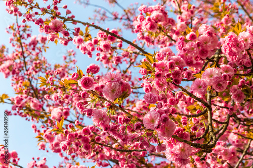 Branch of blossoming pink cherry tree (sakura) in the garden